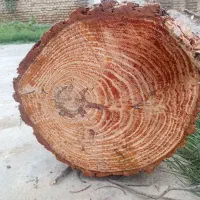 خریدارانواع چوب باغی