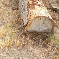 خرید چوب باغی و تیره سقفی و تسویه پای باسکول|خدمات باغبانی و درختکاری|کنگاور, |دیوار