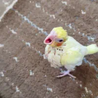 عروس هلندی سرلاکی|پرنده|مرودشت, پشت سایپا‎|دیوار