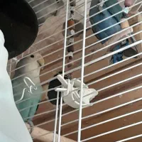 طوطی برزیلی وایت فیس|پرنده|تهران, جوانمردان (اندیشه)|دیوار