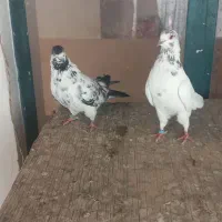 یک جفت مفلق و یک جفت نر و ماده|پرنده|نجفآباد, شیخ آباد|دیوار