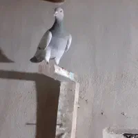 کبوترکاغذی ماده