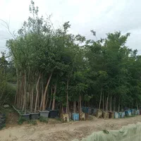 نهال درخت گل وگیاه گلابی به گلدانی فندق عناب زرشک|گل و گیاه طبیعی|تهران, باغ خزانه|دیوار