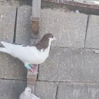 فروش 15تا نر دست اولی (کازرون)|پرنده|ارژن, |دیوار