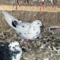 کبوتر|پرنده|رشت, دیلمان|دیوار