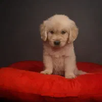 گلدن رتریور|سگ|تهران, شهرک فرهنگیان|دیوار