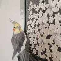 عروس هلندی|پرنده|تربت جام, عیدی آباد|دیوار