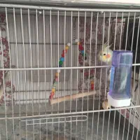 عروس هلندی|پرنده|سنندج, |دیوار