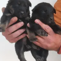 ۲عدد توله ژرمن اصیل نر