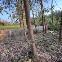 فروش درخت پدرمادر دار ارزشمند کاسبی صداپشته رودبنه