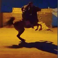 مادیان سواری دار