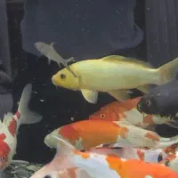 ماهی کوی|ماهی|شاهین‌شهر, اقبال لاهوری|دیوار