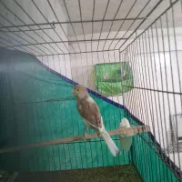 قناری سو قدیم|پرنده|همدان, |دیوار