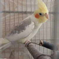 عروس هلندی نر مولد