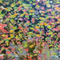 کالر 30 تا بخر 60 تا ببر