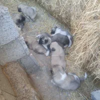 توله سگ نردورگه