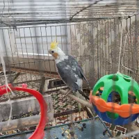 یک عدد عروس هلندی نر|پرنده|برازجان, |دیوار