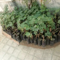نهال انگور