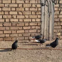 کفتر|پرنده|زرند, |دیوار