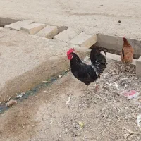 یک خروس سیاه خالص با یدونه مرغ|پرنده|امیدیه, |دیوار