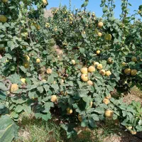 به اصفهانی|خوردنی و آشامیدنی|شیراز, باغ تخت|دیوار