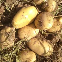 سیب‌زمینی‌آگریا‌بذری