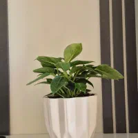 فروش گلدان های آپارتمانی شیک و ترند|گل و گیاه طبیعی|تهران, نارمک|دیوار