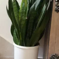 گل سانسوریا