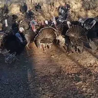 بوقلمون 100درصد100طبیعی|حیوانات مزرعه|اردبیل, |دیوار