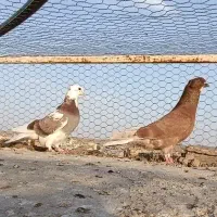 جفت کبوتر کاکلی