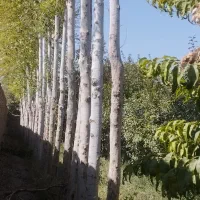 قطع کردن درخت برش درخت خرید درخت خریدچوب کندن درخت|خدمات باغبانی و درختکاری|مشهد, توس (بلوار توس)|دیوار