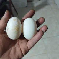 حیوانات
