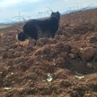 سگ قدرجونی|سگ|کبودرآهنگ, |دیوار