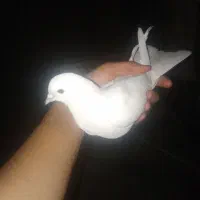 کفتر