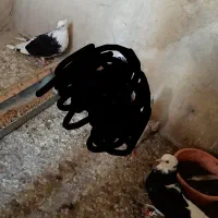 کفتر 2عدد ماده|پرنده|علی‌آباد کتول, |دیوار