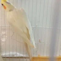 عروس هلندی لوتینو|پرنده|مشهد, کشف|دیوار