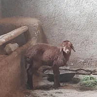 یک عدد بره نر شیری