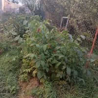 نهال با کیفیت ۲ سال و ۳ساله گردو|خدمات باغبانی و درختکاری|سراب, |دیوار