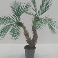 درختچه