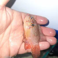 ماهی آکواریومی