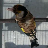 سهره نر و ماده بروجردی