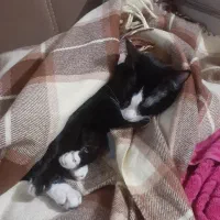 ۵ گربه خانگی دوتاش تاکسیدو