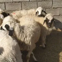 8تا شیشک عراقی