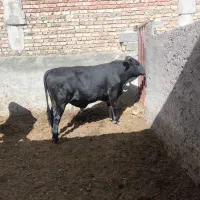 یک گوساله نر برای قربانی