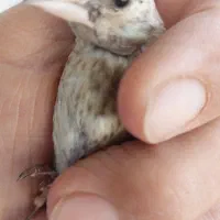 فروش جوجه نره چهارگل