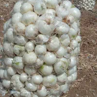 پیاز سفید صدفی چهارماهه