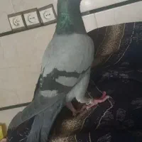 کفتر|پرنده|تاکستان, |دیوار