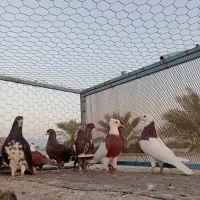 رنگی|پرنده|آبپخش, |دیوار