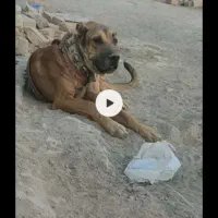 توله چهارده ماهه سروکله دار و درشت و ذات خوب