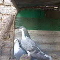 کبوتر|حیوانات|اصفهان, آهنگران|دیوار
